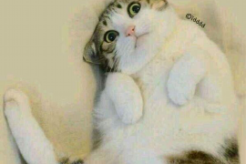 荷塘为什么选择专业追讨公司来处理您的债务纠纷？